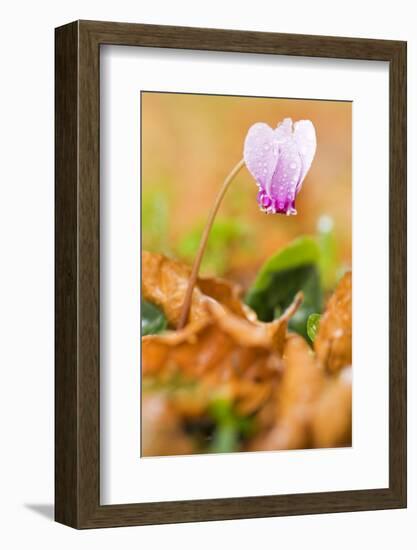 Cyclamen in Flower Covered in Water Droplets, Pollino National Park, Basilicata, Italy, November-Müller-Framed Photographic Print