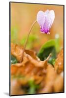 Cyclamen in Flower Covered in Water Droplets, Pollino National Park, Basilicata, Italy, November-Müller-Mounted Photographic Print