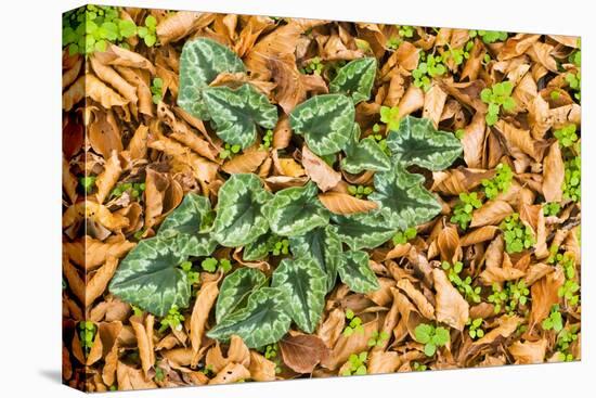 Cyclamen Leaves Amongst Fallen Leaves, Pollino National Park, Basilicata, Italy, November 2008-Müller-Stretched Canvas