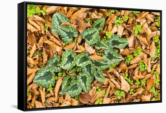 Cyclamen Leaves Amongst Fallen Leaves, Pollino National Park, Basilicata, Italy, November 2008-Müller-Framed Stretched Canvas