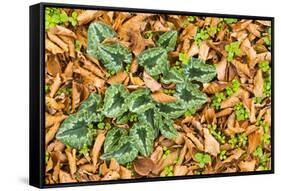 Cyclamen Leaves Amongst Fallen Leaves, Pollino National Park, Basilicata, Italy, November 2008-Müller-Framed Stretched Canvas