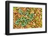 Cyclamen Leaves Amongst Fallen Leaves, Pollino National Park, Basilicata, Italy, November 2008-Müller-Framed Photographic Print