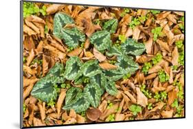 Cyclamen Leaves Amongst Fallen Leaves, Pollino National Park, Basilicata, Italy, November 2008-Müller-Mounted Photographic Print