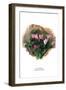 Cyclamen Libanoticum-H.g. Moon-Framed Art Print