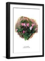 Cyclamen Libanoticum-H.g. Moon-Framed Art Print