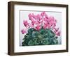 Cyclamen Portrait-Christopher Ryland-Framed Giclee Print