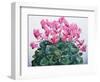 Cyclamen Portrait-Christopher Ryland-Framed Giclee Print