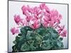 Cyclamen Portrait-Christopher Ryland-Mounted Giclee Print