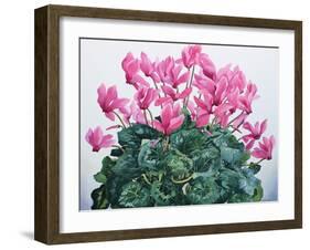 Cyclamen Portrait-Christopher Ryland-Framed Giclee Print