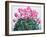 Cyclamen Portrait-Christopher Ryland-Framed Giclee Print