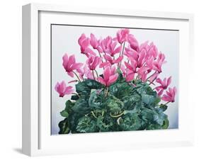 Cyclamen Portrait-Christopher Ryland-Framed Giclee Print