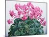 Cyclamen Portrait-Christopher Ryland-Mounted Giclee Print