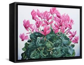 Cyclamen Portrait-Christopher Ryland-Framed Stretched Canvas