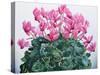 Cyclamen Portrait-Christopher Ryland-Stretched Canvas