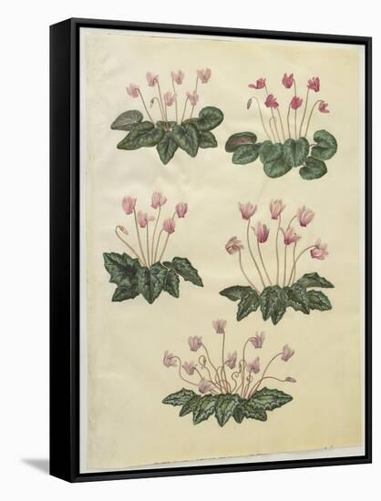 Cyclamen Purprascens from the Album Gottorfer Codex, c.1650-Hans Simon Holtzbecher-Framed Stretched Canvas