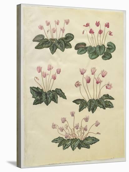 Cyclamen Purprascens from the Album Gottorfer Codex, c.1650-Hans Simon Holtzbecher-Stretched Canvas