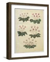 Cyclamen Purprascens from the Album Gottorfer Codex, c.1650-Hans Simon Holtzbecher-Framed Giclee Print