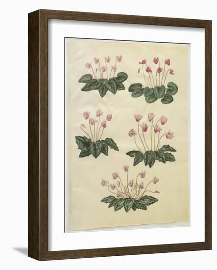 Cyclamen Purprascens from the Album Gottorfer Codex, c.1650-Hans Simon Holtzbecher-Framed Giclee Print