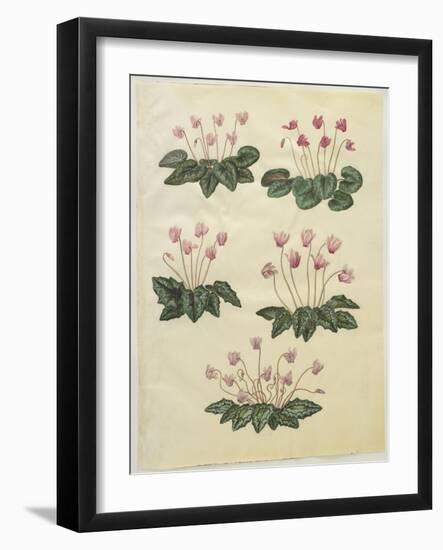 Cyclamen Purprascens from the Album Gottorfer Codex, c.1650-Hans Simon Holtzbecher-Framed Giclee Print