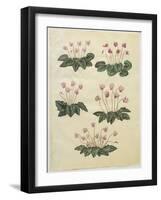 Cyclamen Purprascens from the Album Gottorfer Codex, c.1650-Hans Simon Holtzbecher-Framed Giclee Print