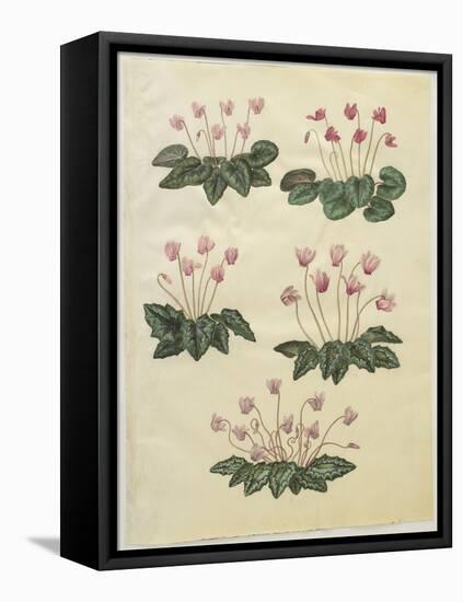 Cyclamen Purprascens from the Album Gottorfer Codex, c.1650-Hans Simon Holtzbecher-Framed Stretched Canvas