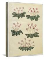 Cyclamen Purprascens from the Album Gottorfer Codex, c.1650-Hans Simon Holtzbecher-Stretched Canvas