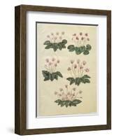 Cyclamen Purprascens from the Album Gottorfer Codex, c.1650-Hans Simon Holtzbecher-Framed Giclee Print