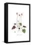 Cyclamen repandum,  Flora Graeca-Ferdinand Bauer-Framed Stretched Canvas