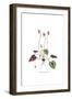 Cyclamen repandum,  Flora Graeca-Ferdinand Bauer-Framed Giclee Print