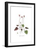 Cyclamen repandum,  Flora Graeca-Ferdinand Bauer-Framed Giclee Print