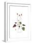 Cyclamen repandum,  Flora Graeca-Ferdinand Bauer-Framed Giclee Print