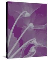 Cyclamen/Silver-Steven N^ Meyers-Stretched Canvas
