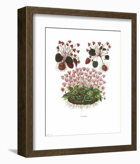 Cyclamen-null-Framed Art Print