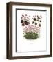 Cyclamen-null-Framed Art Print