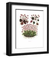 Cyclamen-null-Framed Art Print