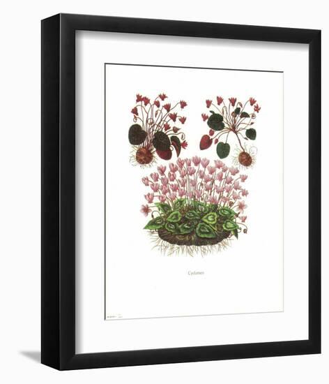 Cyclamen-null-Framed Art Print