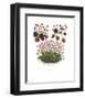 Cyclamen-null-Framed Art Print