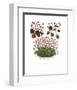 Cyclamen-null-Framed Art Print