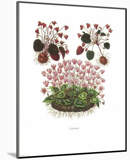 Cyclamen-null-Mounted Art Print