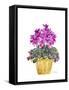 Cyclamen-Neela Pushparaj-Framed Stretched Canvas