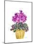 Cyclamen-Neela Pushparaj-Mounted Giclee Print