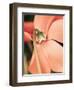 Cyclamen-Angela Drury-Framed Photographic Print