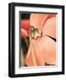 Cyclamen-Angela Drury-Framed Photographic Print