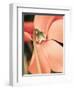 Cyclamen-Angela Drury-Framed Photographic Print