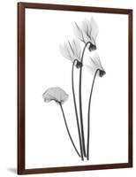 Cyclamen-Albert Koetsier-Framed Art Print