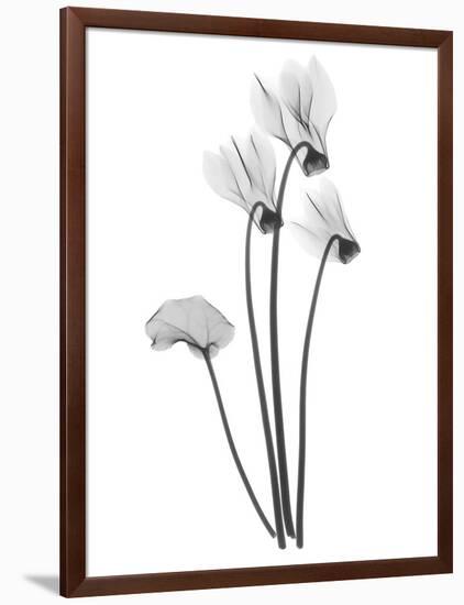 Cyclamen-Albert Koetsier-Framed Art Print