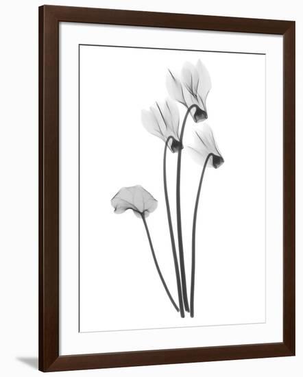 Cyclamen-Albert Koetsier-Framed Art Print