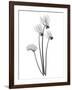 Cyclamen-Albert Koetsier-Framed Art Print