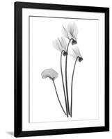 Cyclamen-Albert Koetsier-Framed Art Print