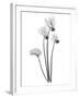 Cyclamen-Albert Koetsier-Framed Art Print